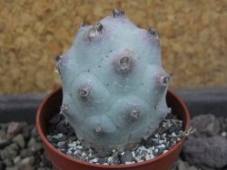 Tephrocactus calvus, pot 5,5 cm - 12405849
