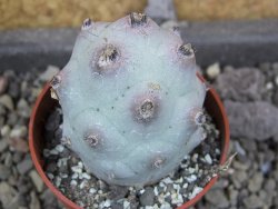 Tephrocactus calvus, pot 5,5 cm - 12405850