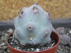 Tephrocactus calvus, pot 5,5 cm - 12405851