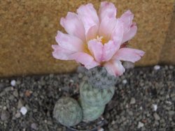 Tephrocactus geometricus Semenáč pot 5,5 cm