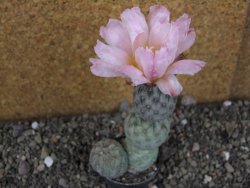 Tephrocactus geometricus Semenáč pot 5,5 cm - 12405873