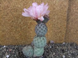 Tephrocactus geometricus Semenáč pot 5,5 cm - 12405874