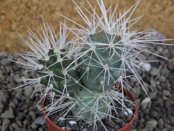 Tephrocactus alexanderi bruchii Ichihualasto, pot 5,5 cm