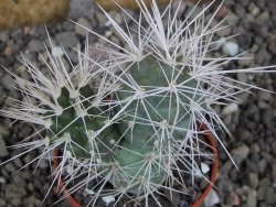 Tephrocactus alexanderi bruchii Ichihualasto, pot 5,5 cm - 12405880