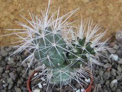 Tephrocactus alexanderi bruchii Ichihualasto, pot 5,5 cm - 12405881