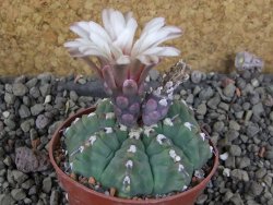 Gymnocalycium vatteri unguispinum, pot 7 cm - 12405882