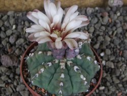 Gymnocalycium vatteri unguispinum, pot 7 cm - 12405883