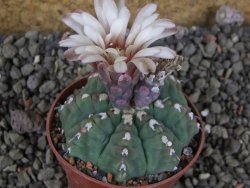 Gymnocalycium vatteri unguispinum, pot 7 cm - 12405884