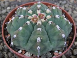 Gymnocalycium vatteri unguispinum, pot 7 cm - 12405886
