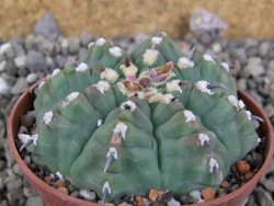 Gymnocalycium vatteri unguispinum, pot 7 cm - 12405887