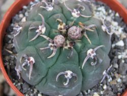 Gymnocalycium vatteri unguispinum, pot 5,5 cm - 12405888