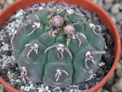 Gymnocalycium vatteri unguispinum, pot 5,5 cm