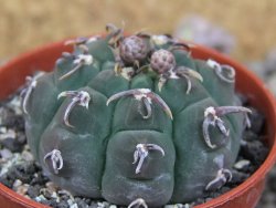 Gymnocalycium vatteri unguispinum, pot 5,5 cm - 12405891