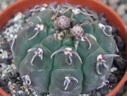 Gymnocalycium vatteri unguispinum, pot 5,5 cm - 12405892