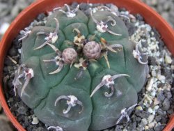 Gymnocalycium vatteri unguispinum, pot 5,5 cm - 12405893