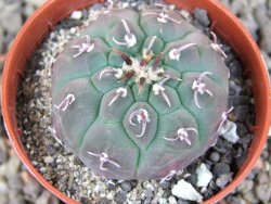 Gymnocalycium vatteri unguispinum, pot 5,5 cm - 12405895