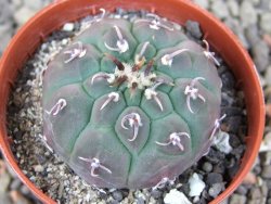 Gymnocalycium vatteri unguispinum, pot 5,5 cm