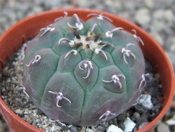 Gymnocalycium vatteri unguispinum, pot 5,5 cm - 12405897