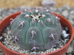Gymnocalycium vatteri unguispinum, pot 5,5 cm - 12405898