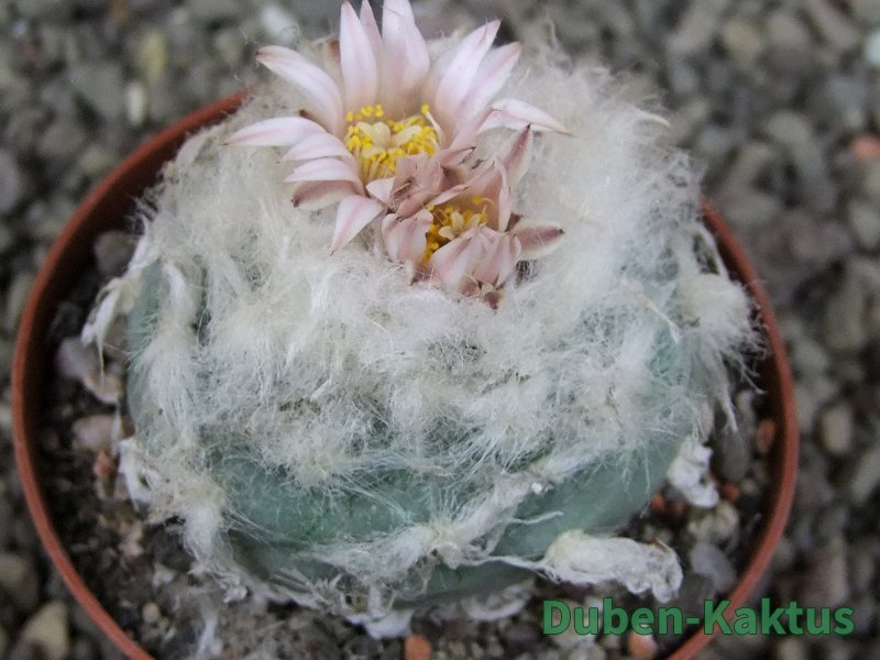 Lophophora viridescens pot 7 cm
