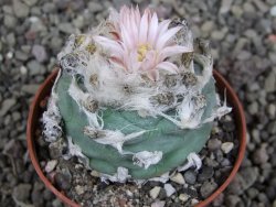 Lophophora viridescens pot 7 cm - 12405899
