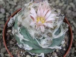 Lophophora viridescens pot 7 cm - 12405900