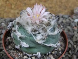 Lophophora viridescens pot 7 cm - 12405901