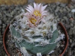 Lophophora viridescens pot 7 cm - 12405902