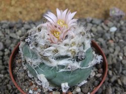 Lophophora viridescens pot 7 cm - 12405903