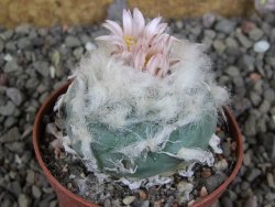 Lophophora viridescens pot 7 cm - 12405906