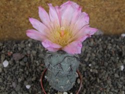 Tephrocactus geometricus Semenáč pot 5,5 cm - 12405907