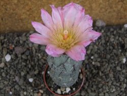 Tephrocactus geometricus Semenáč pot 5,5 cm - 12405908
