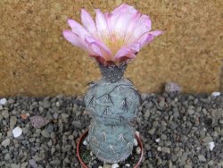 Tephrocactus geometricus Semenáč pot 5,5 cm