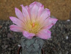 Tephrocactus geometricus Semenáč pot 5,5 cm - 12405910