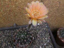 Echinopsis hybrid pot 7 cm - 12405918