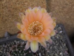 Echinopsis hybrid pot 7 cm - 12405919