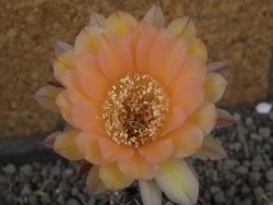 Echinopsis hybrid pot 7 cm