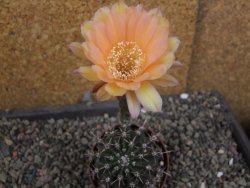 Echinopsis hybrid pot 7 cm - 12405921