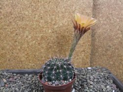 Echinopsis hybrid pot 7 cm - 12405922