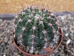 Echinopsis hybrid pot 7 cm - 12405923