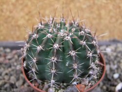 Echinopsis hybrid pot 7 cm - 12405924