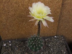 Echinopsis hybrid pot 7 cm - 12405926