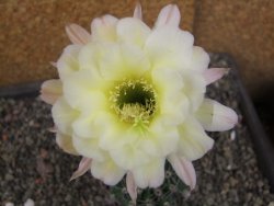 Echinopsis hybrid pot 7 cm - 12405927