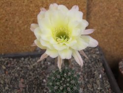 Echinopsis hybrid pot 7 cm