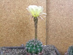 Echinopsis hybrid pot 7 cm - 12405929