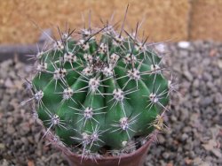 Echinopsis hybrid pot 7 cm - 12405930
