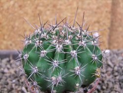 Echinopsis hybrid pot 7 cm - 12405931