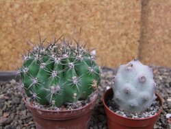 Echinopsis hybrid pot 7 cm - 12405932