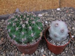 Echinopsis hybrid pot 7 cm - 12405933