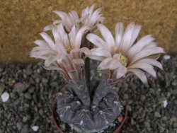 Gymnocalycium berchtii Chaňares, San Luis, pot 7 cm - 12405952